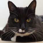 Velvet:Cat Exposed