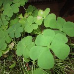 Renovating My Shamrock
